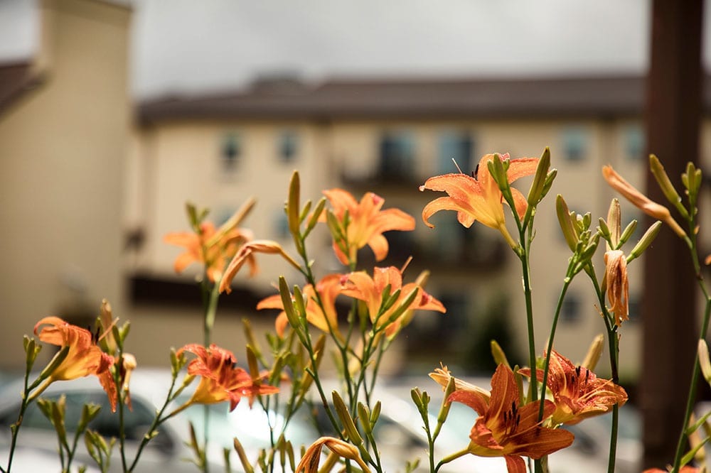 Branan Lodge Location - orange tropical flower